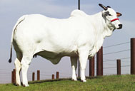 Ghapathy